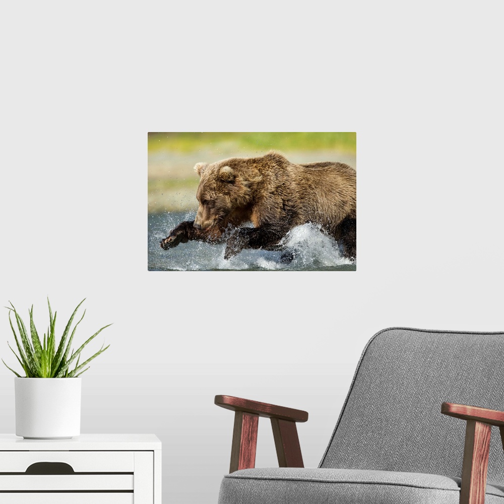A modern room featuring USA, Alaska, Katmai National Park, Grizzly Bear (Ursus arctos) leaps while fishing for spawning s...