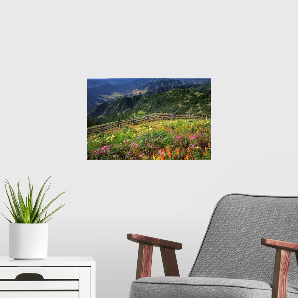 A modern room featuring Wildflowers on Buckhorn Viewpoint overlooks the Imnaha River Valley in Hells Canyon National Recr...