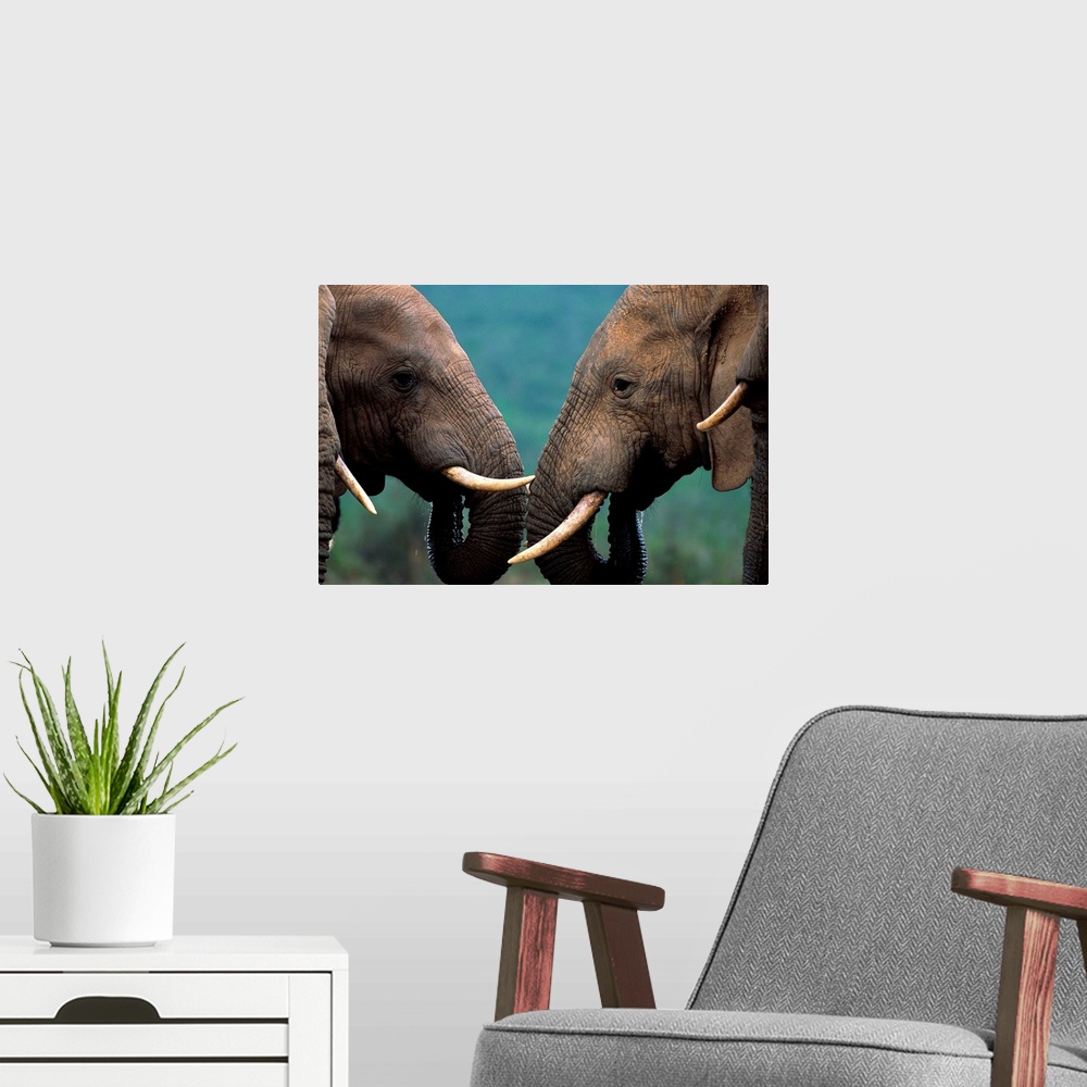 A modern room featuring Bull Elephants At Water Hole