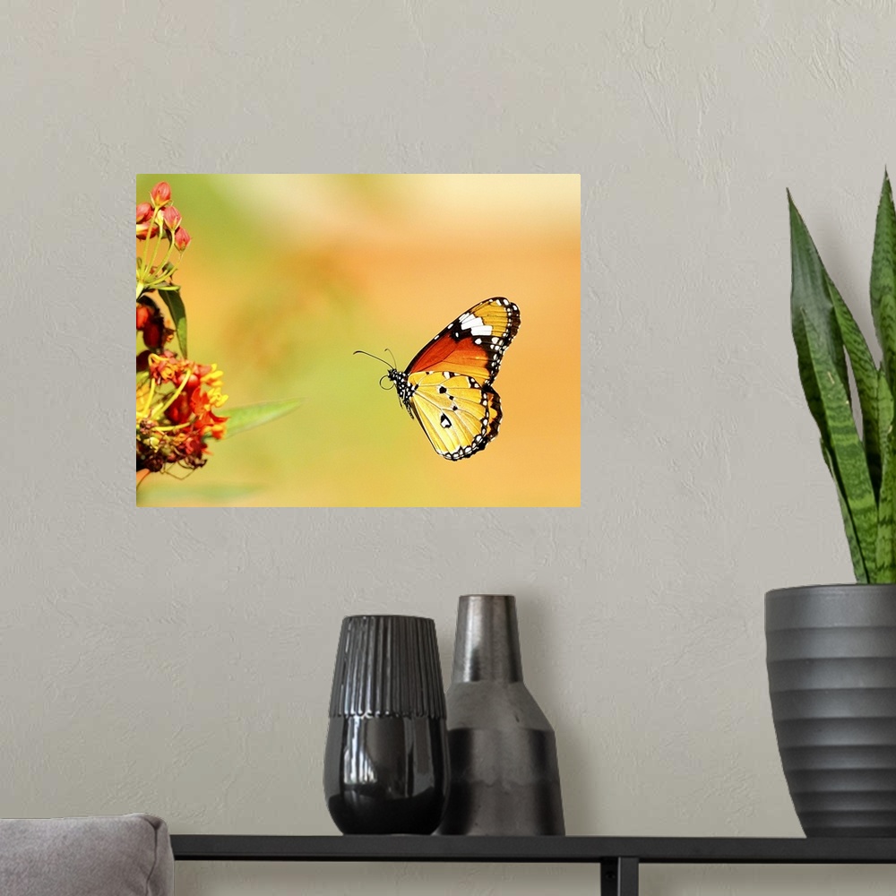 A modern room featuring Butterfly.