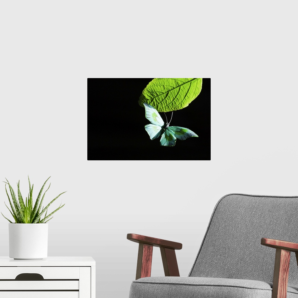A modern room featuring Butterfly flying by leaf
