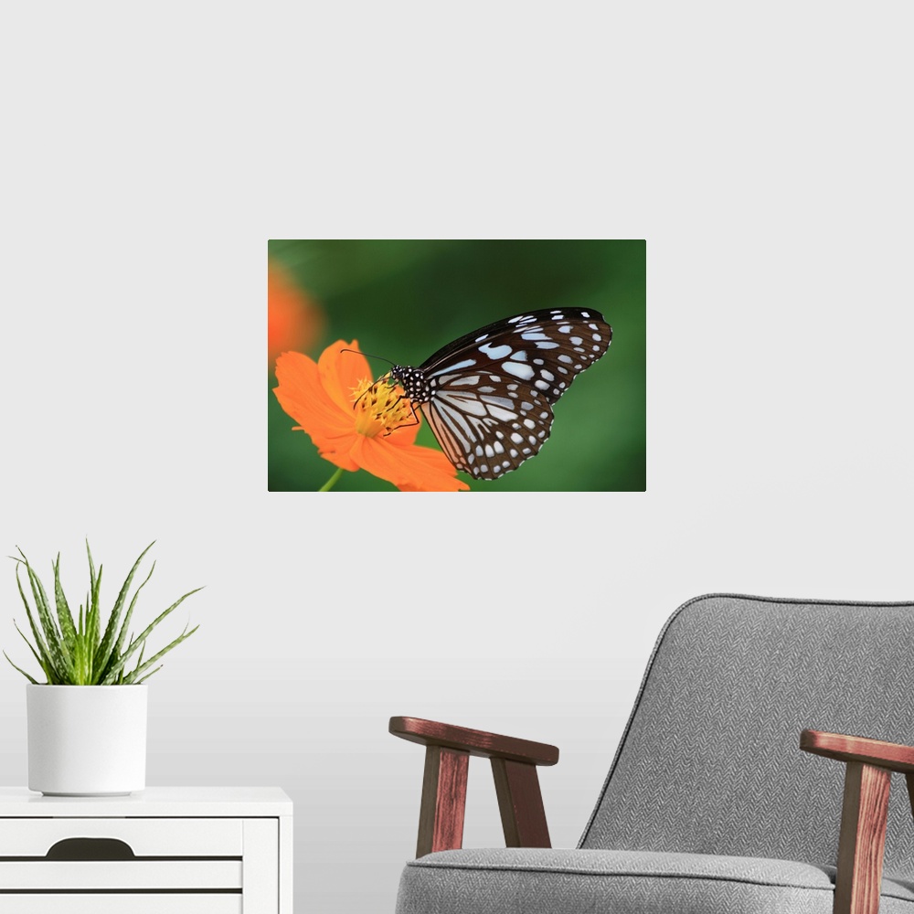 A modern room featuring The butterfly counts not months but moments, and has time enough.