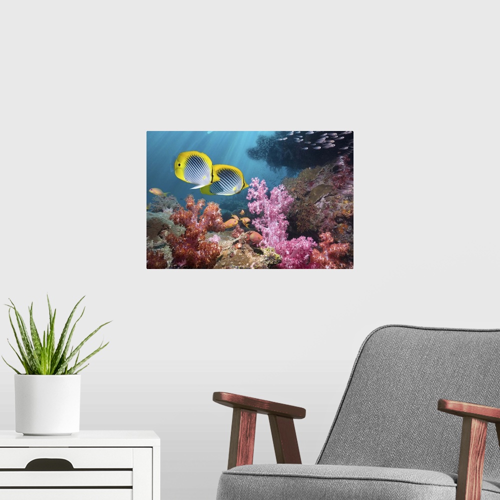 A modern room featuring Coral reef scenery with Spot-tail butterflyfish (Chaetodon ocellicaudus) swimming over soft coral...