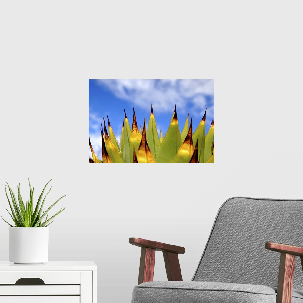 A modern room featuring Cactus seen from the side in front of blue sky with white clouds.