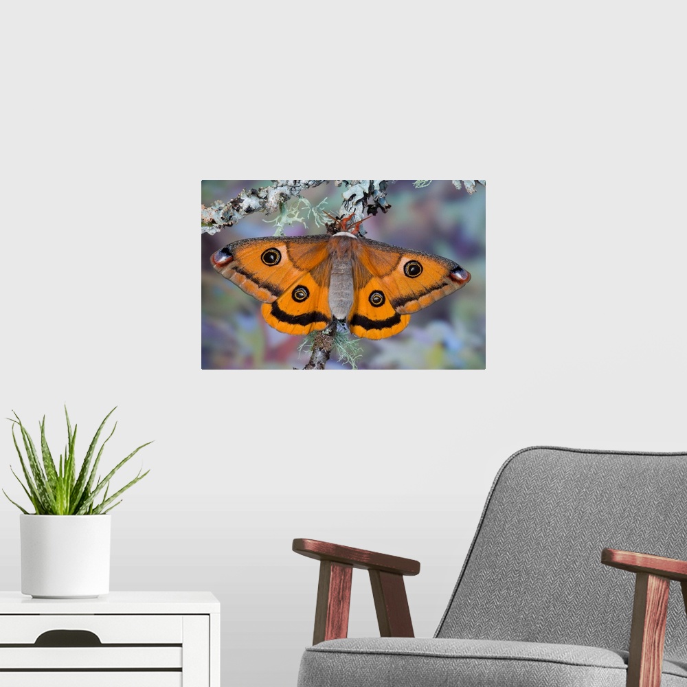 A modern room featuring Calosaturnia Moth On Lichen-Covered Branch
