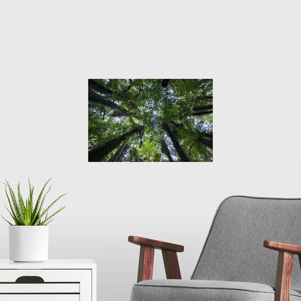 A modern room featuring Canopies of ponga trees in lush native bush forest of ferns, moss and evergreens near Fox Glacier...