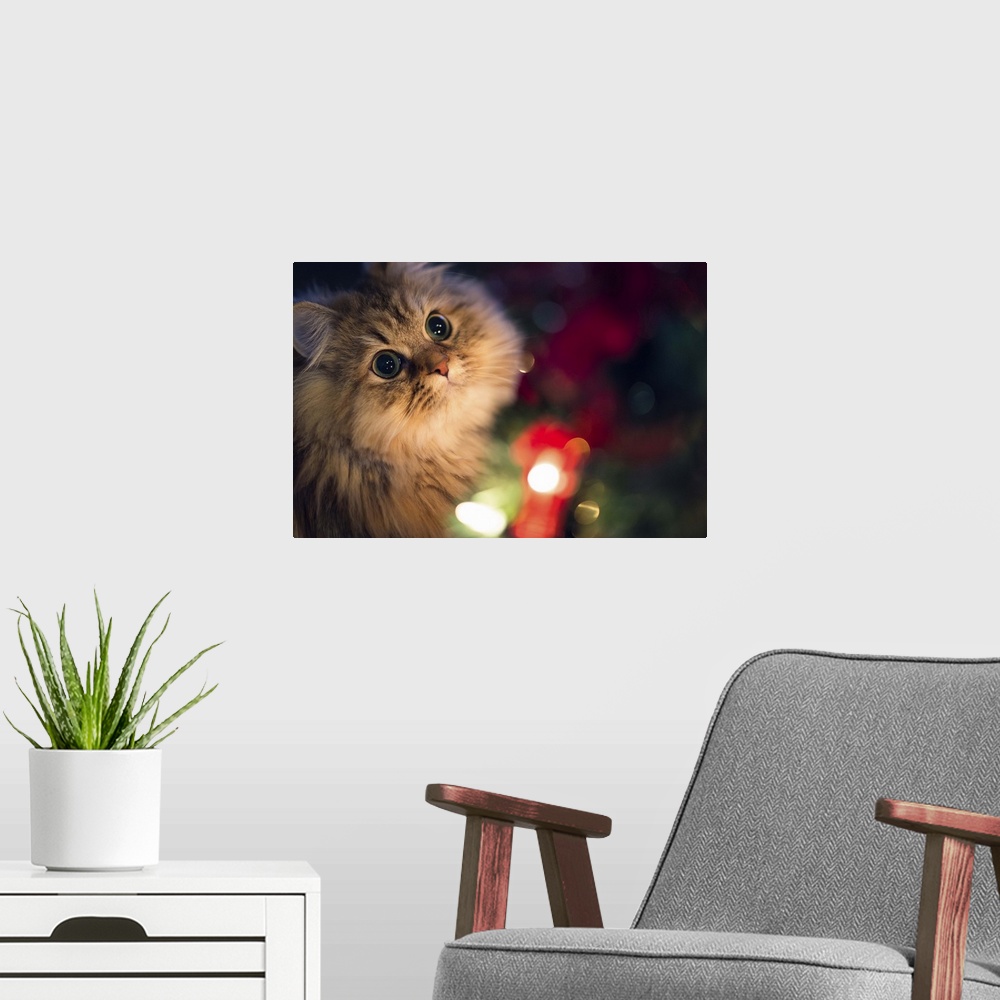 A modern room featuring Cat brown Persian cat lit beside a Christmas tree