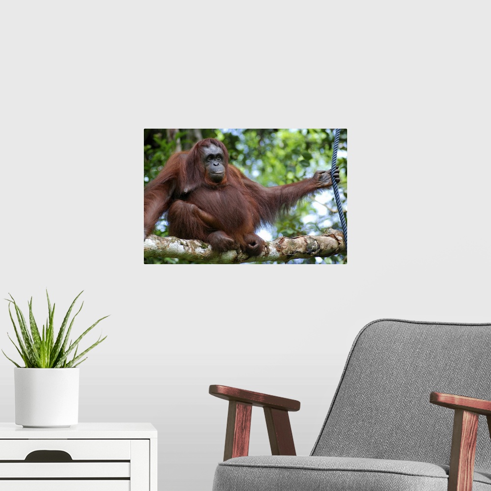 A modern room featuring Cheeky orangutan sitting on branch in Borneo.