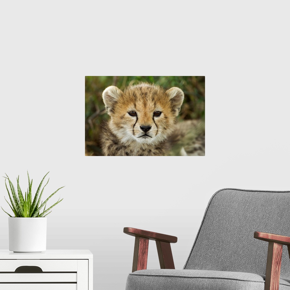 A modern room featuring Tanzania, Ngorongoro Conservation Area, Ndutu Plains, Close-up portrait of young Cheetah Cub (Aci...