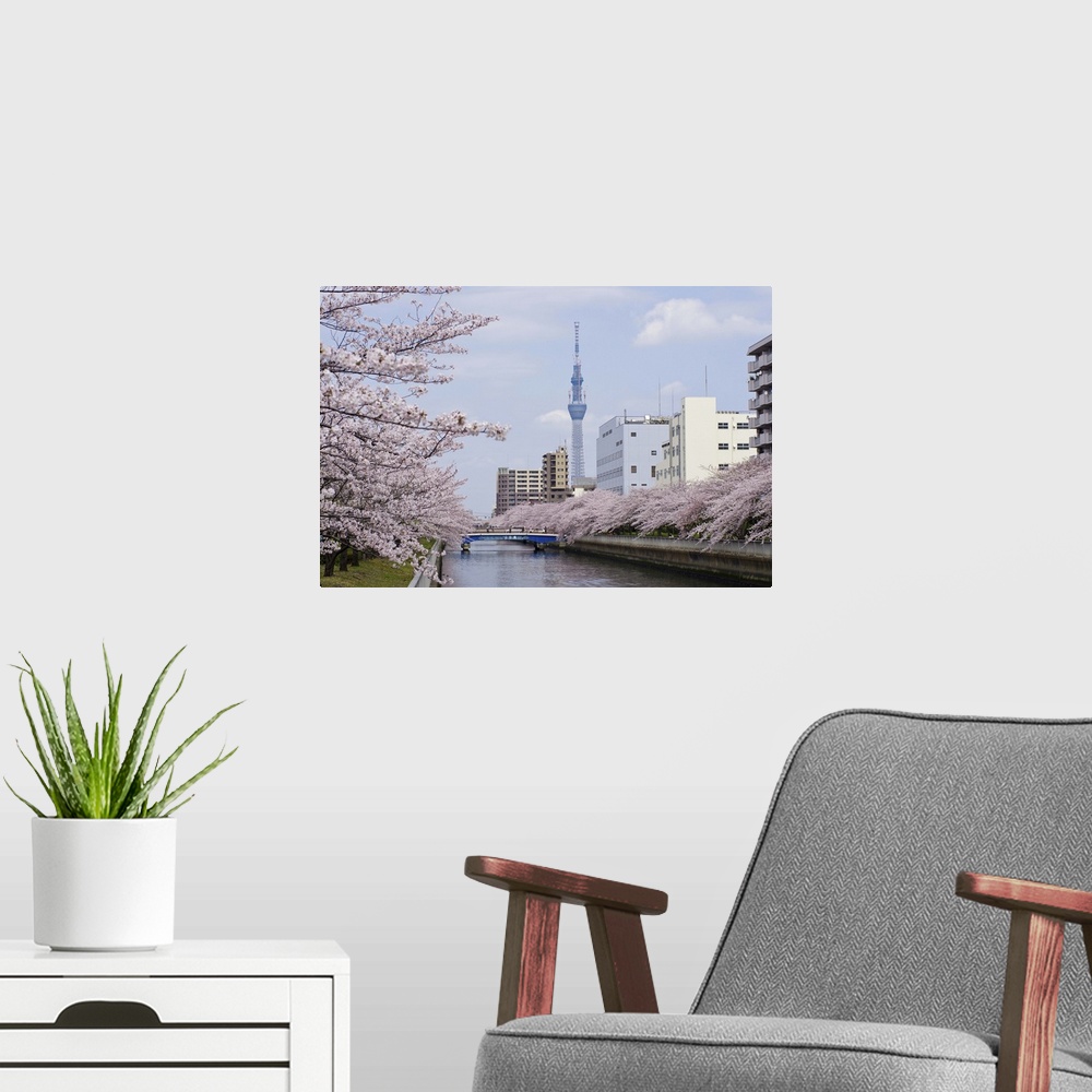 A modern room featuring Cherry blossom trees along river, Tokyo.