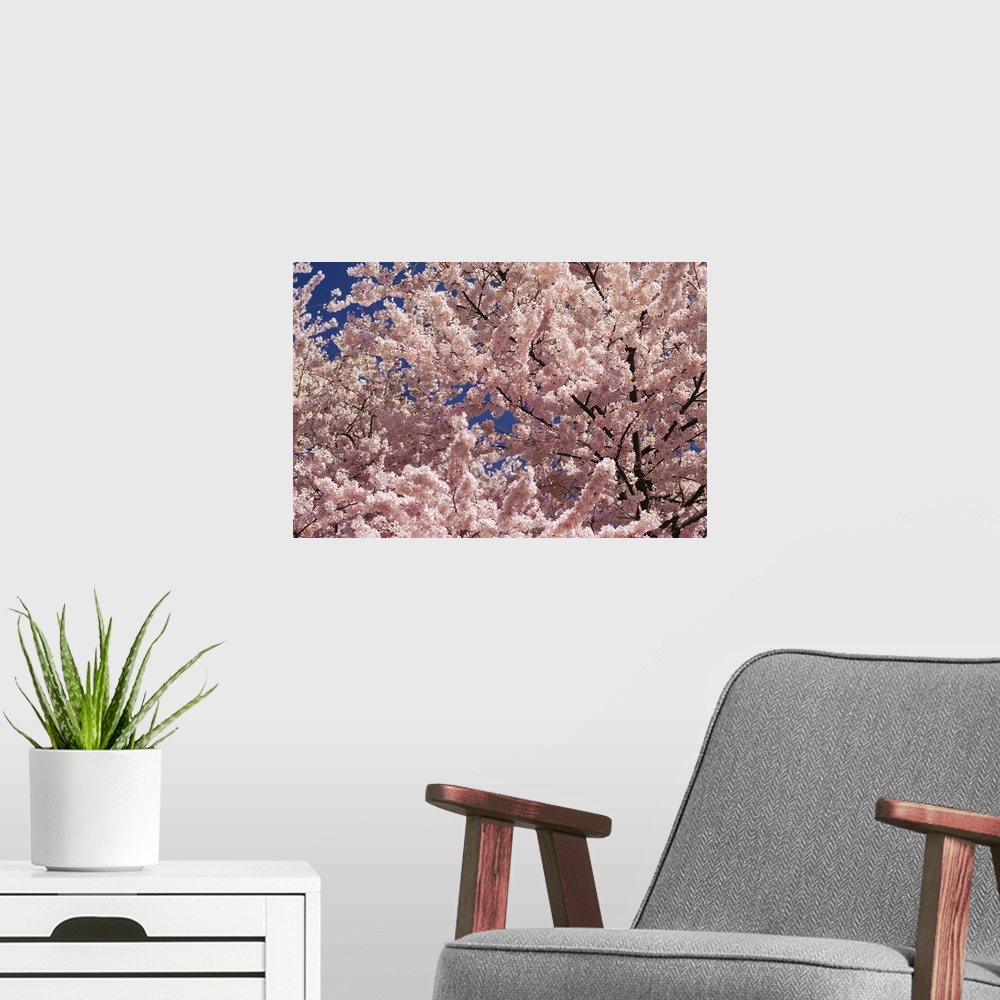 A modern room featuring Cherry blossoms