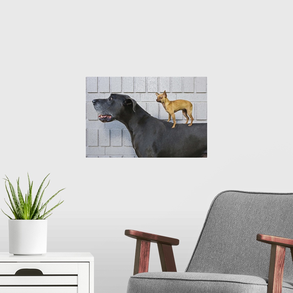 A modern room featuring Chihuahua on Great Dane's back