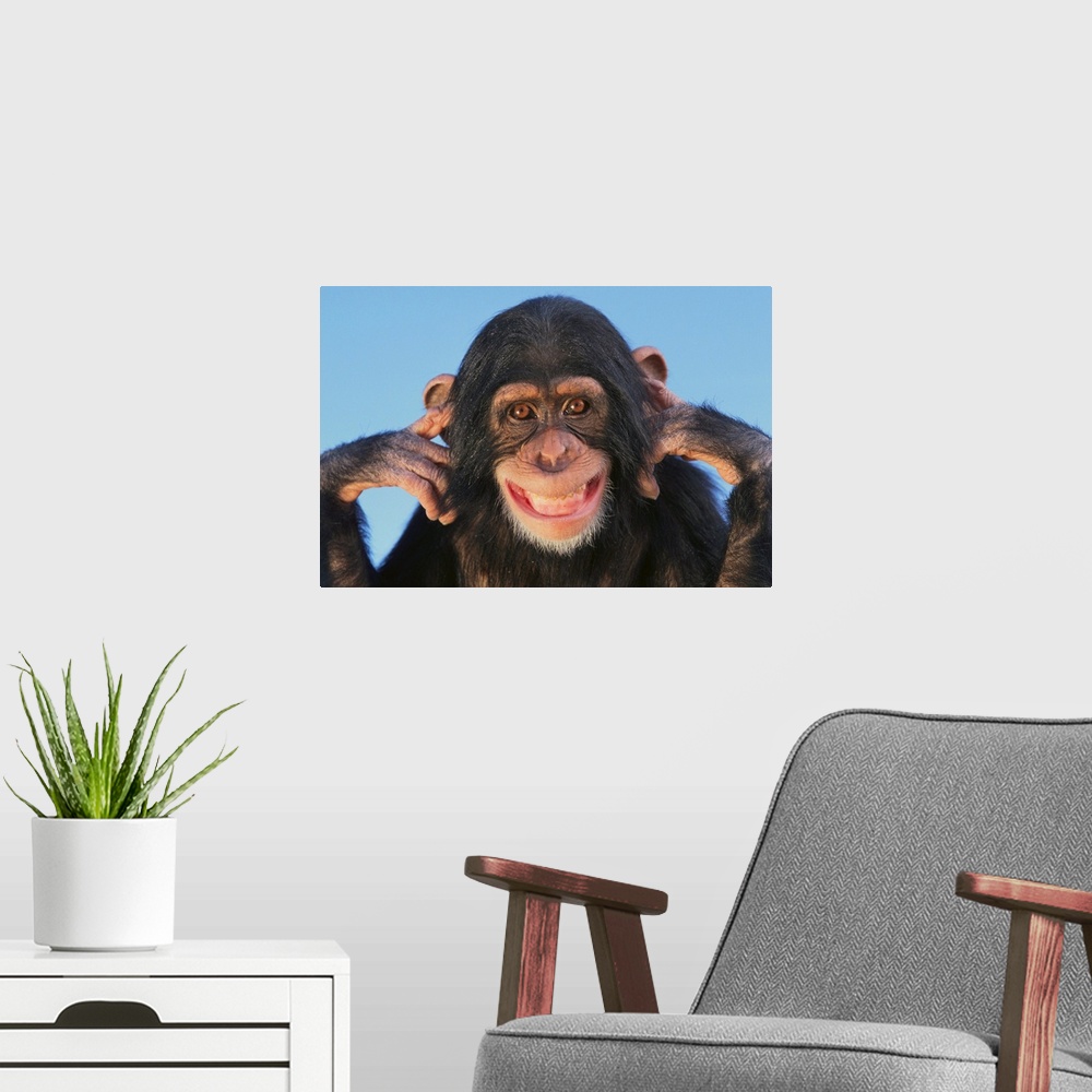A modern room featuring Chimpanzee