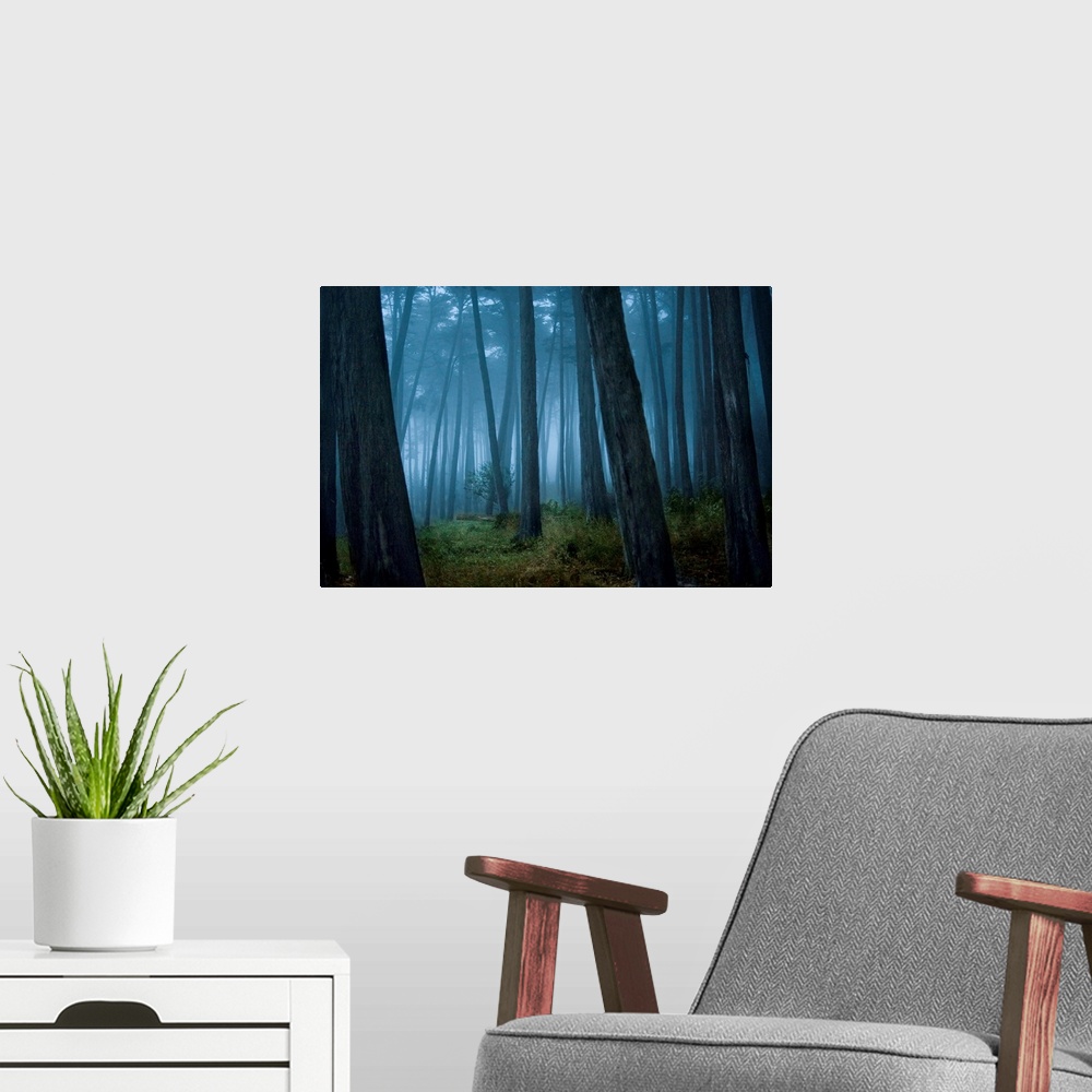 A modern room featuring Fog surrounding Cypress trees in forest
