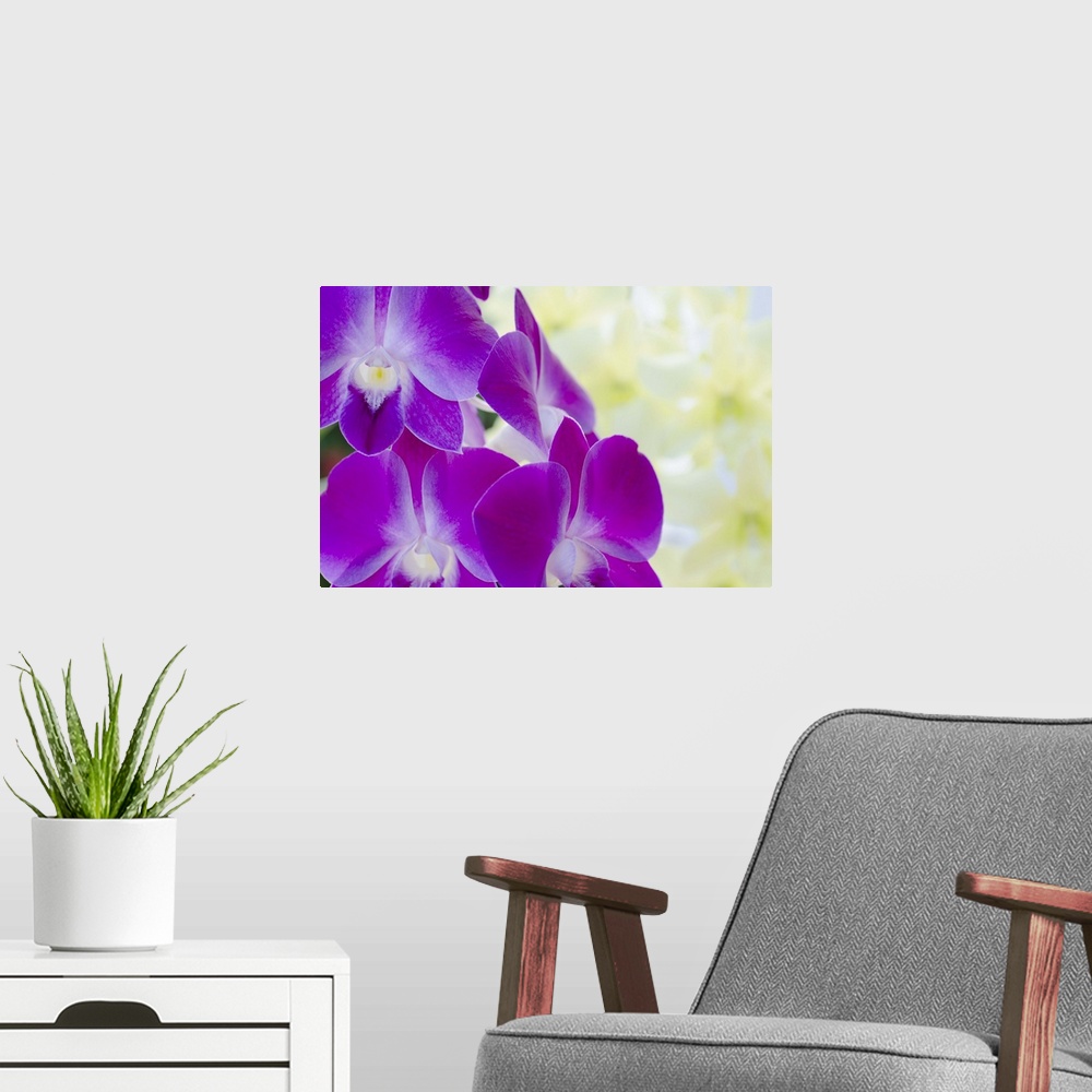 A modern room featuring Close-up detail of orchid blooms, St. John, USVI