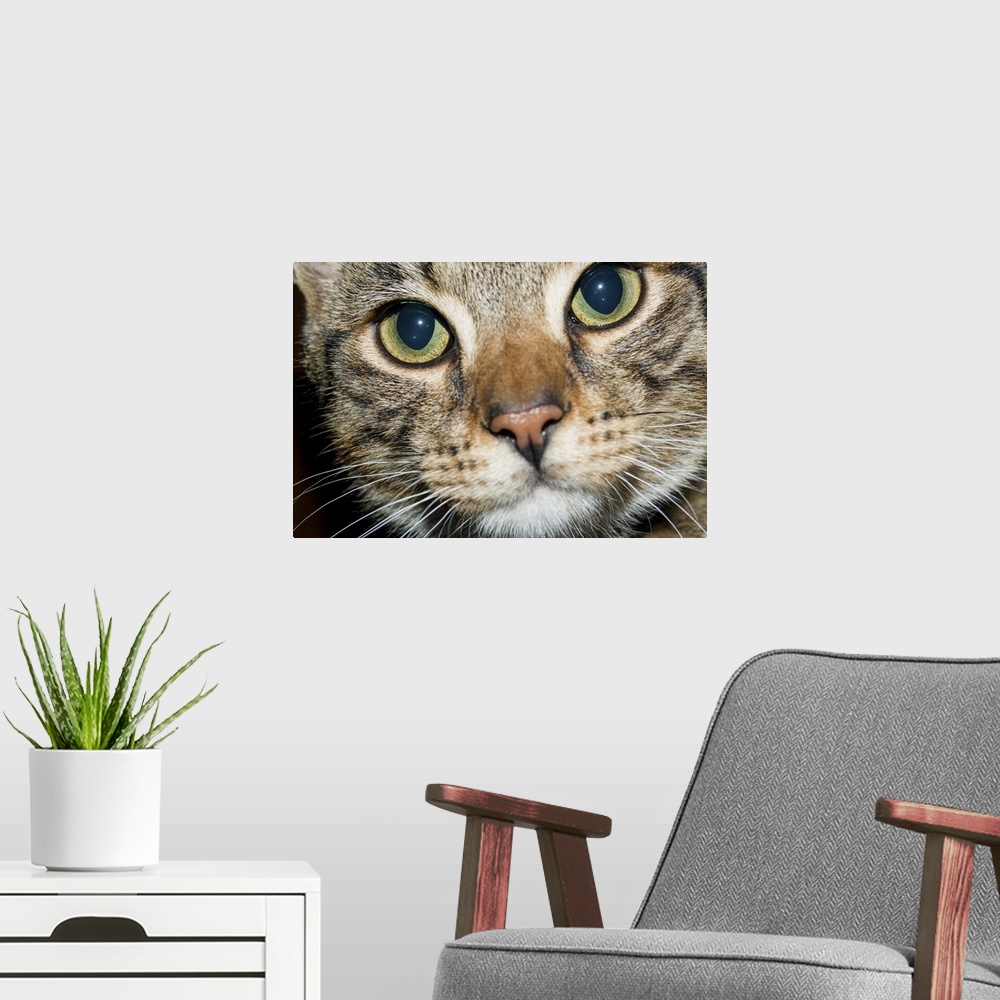 A modern room featuring Closely cropped image of the enquiring face of a tabby cat, with wide open, clear eyes, pink nose...
