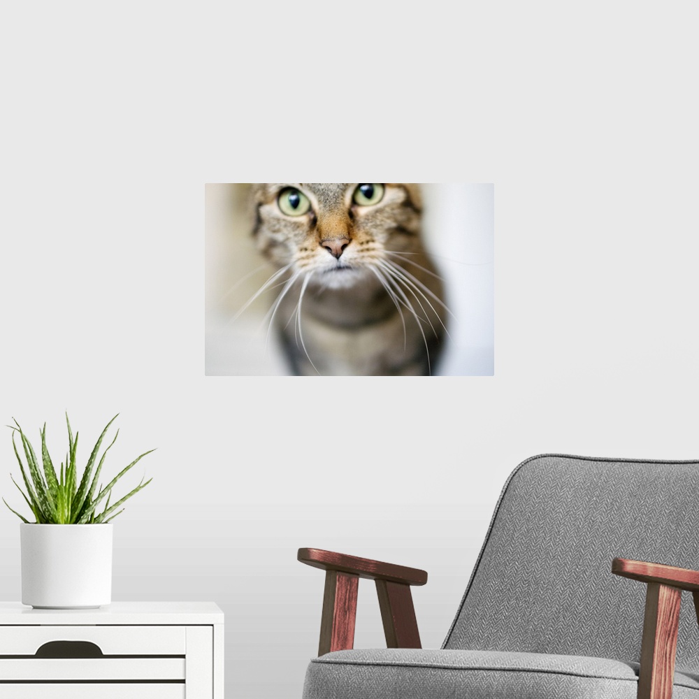 A modern room featuring brown, short hair, striped, cat, green eyes, long whiskers, close up, focused nose, selective foc...