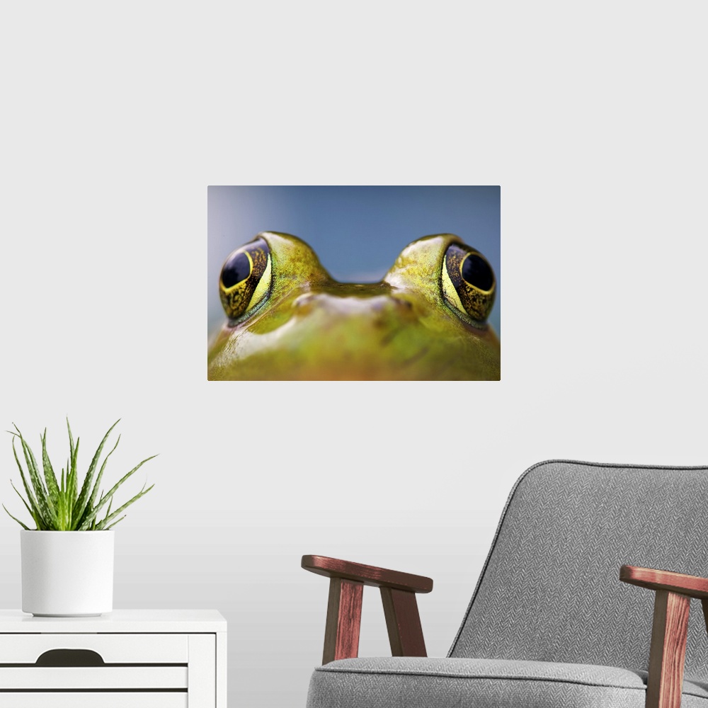 A modern room featuring Close up of bulging eyes of American Bullfrog.