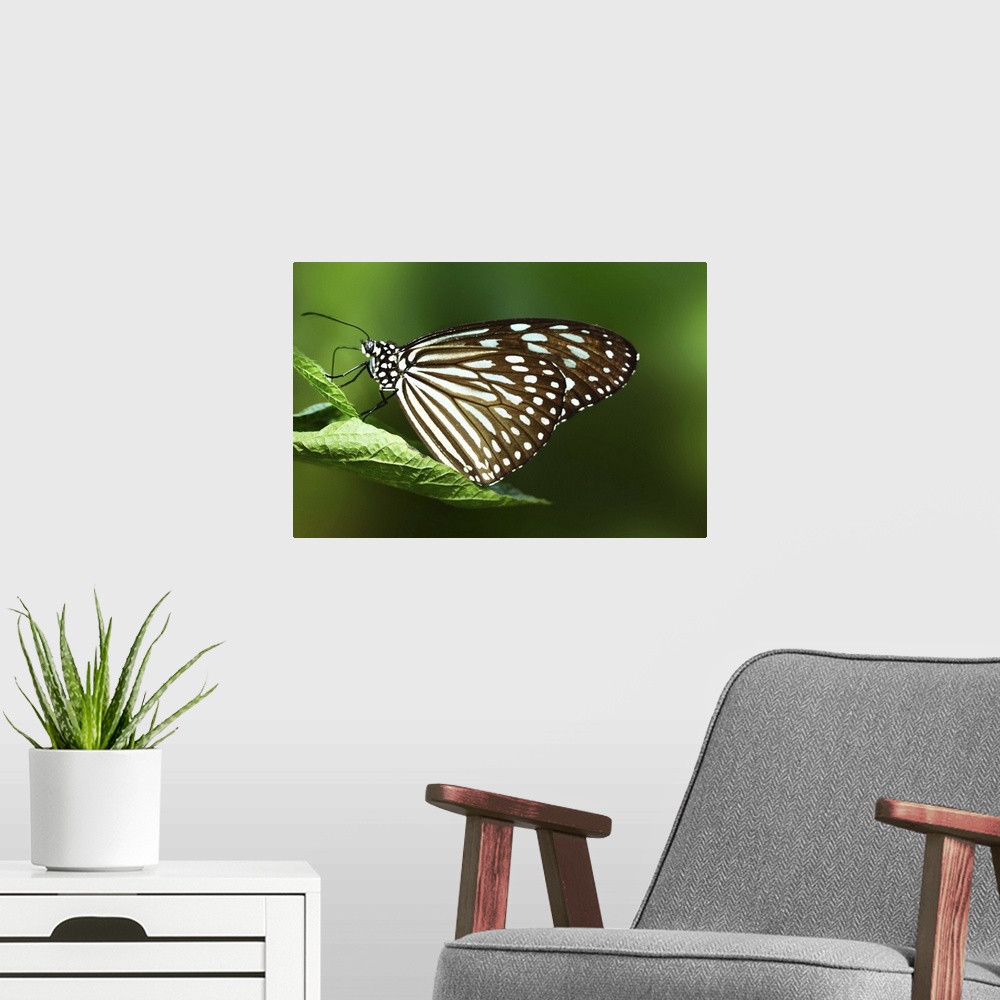 A modern room featuring Close up of butterfly perched on leaf with green background.