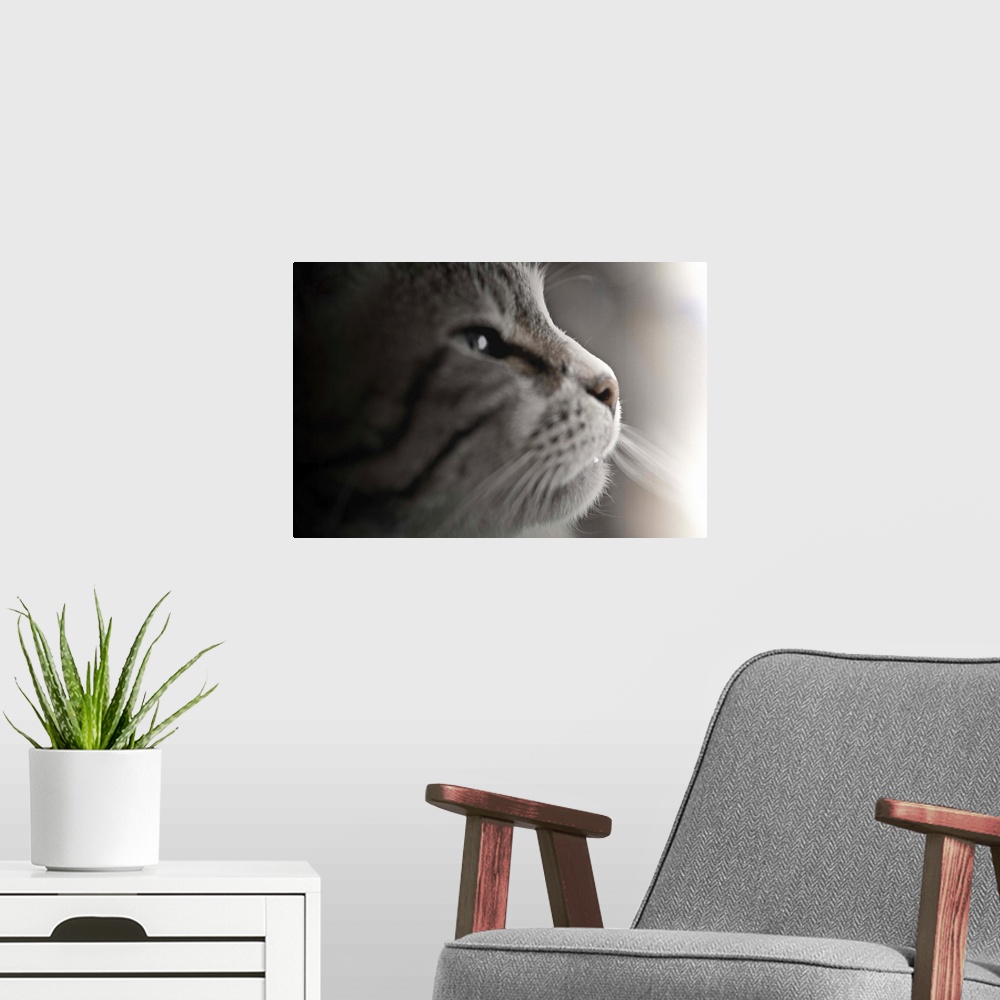 A modern room featuring Close up of cat.