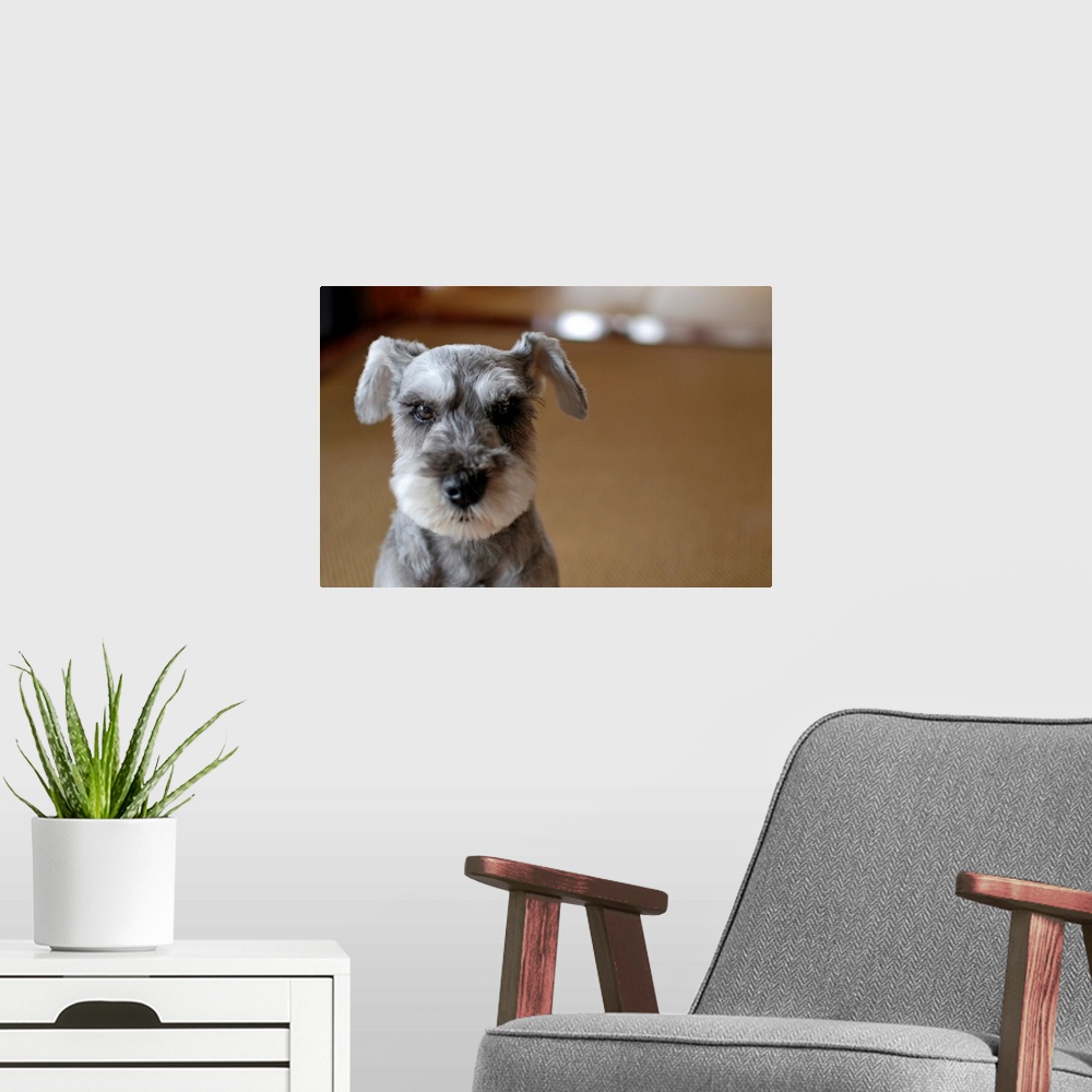 A modern room featuring Close up of cute dog.