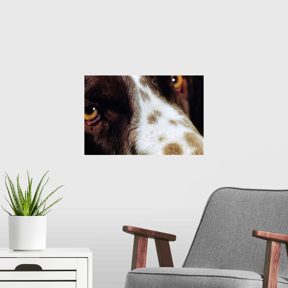 A modern room featuring Close-Up Of Dog