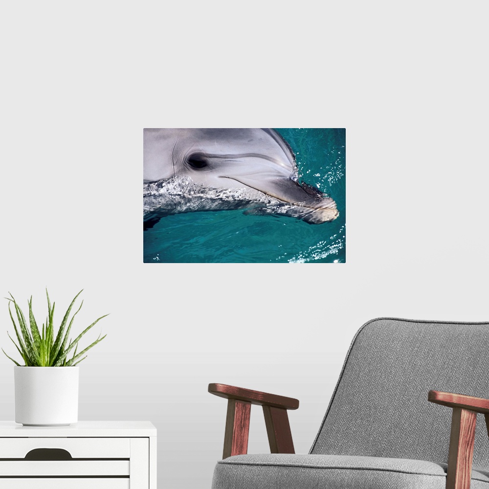 A modern room featuring Close-Up Of Dolphin