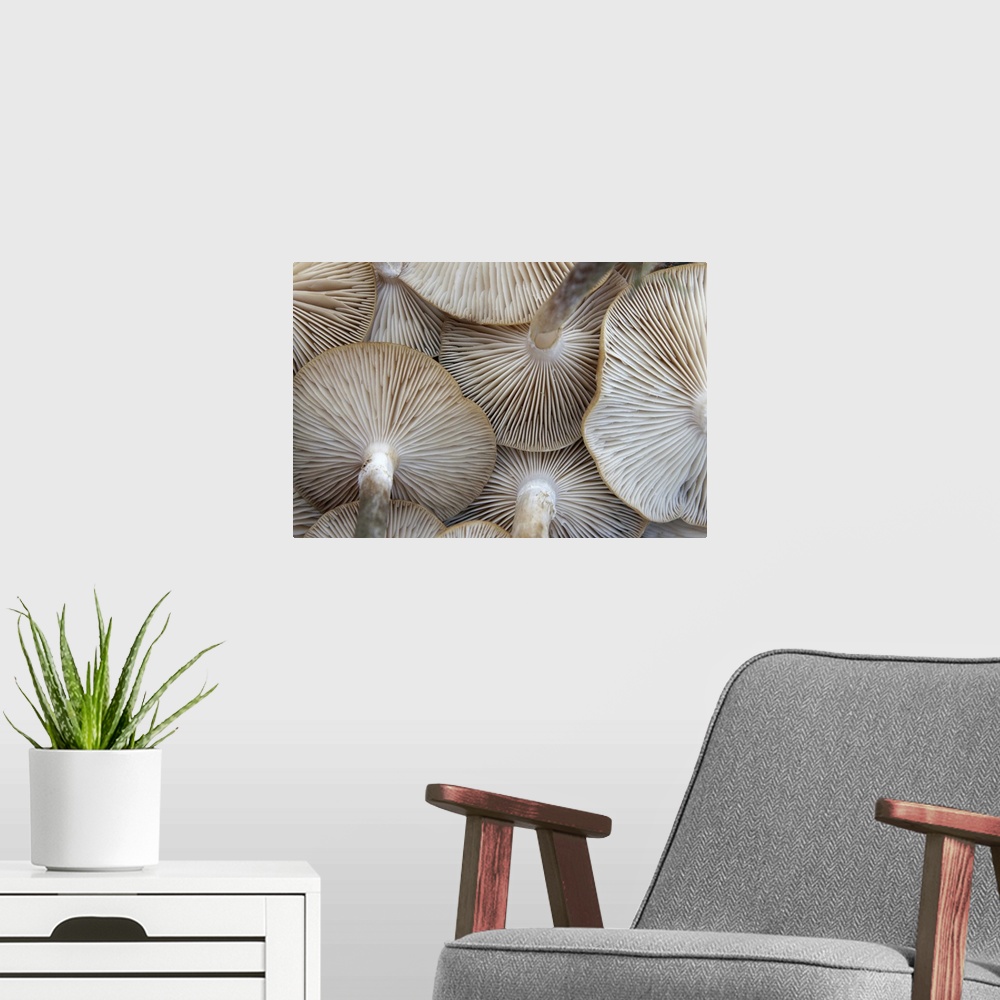A modern room featuring Close up of mushrooms from underneath.