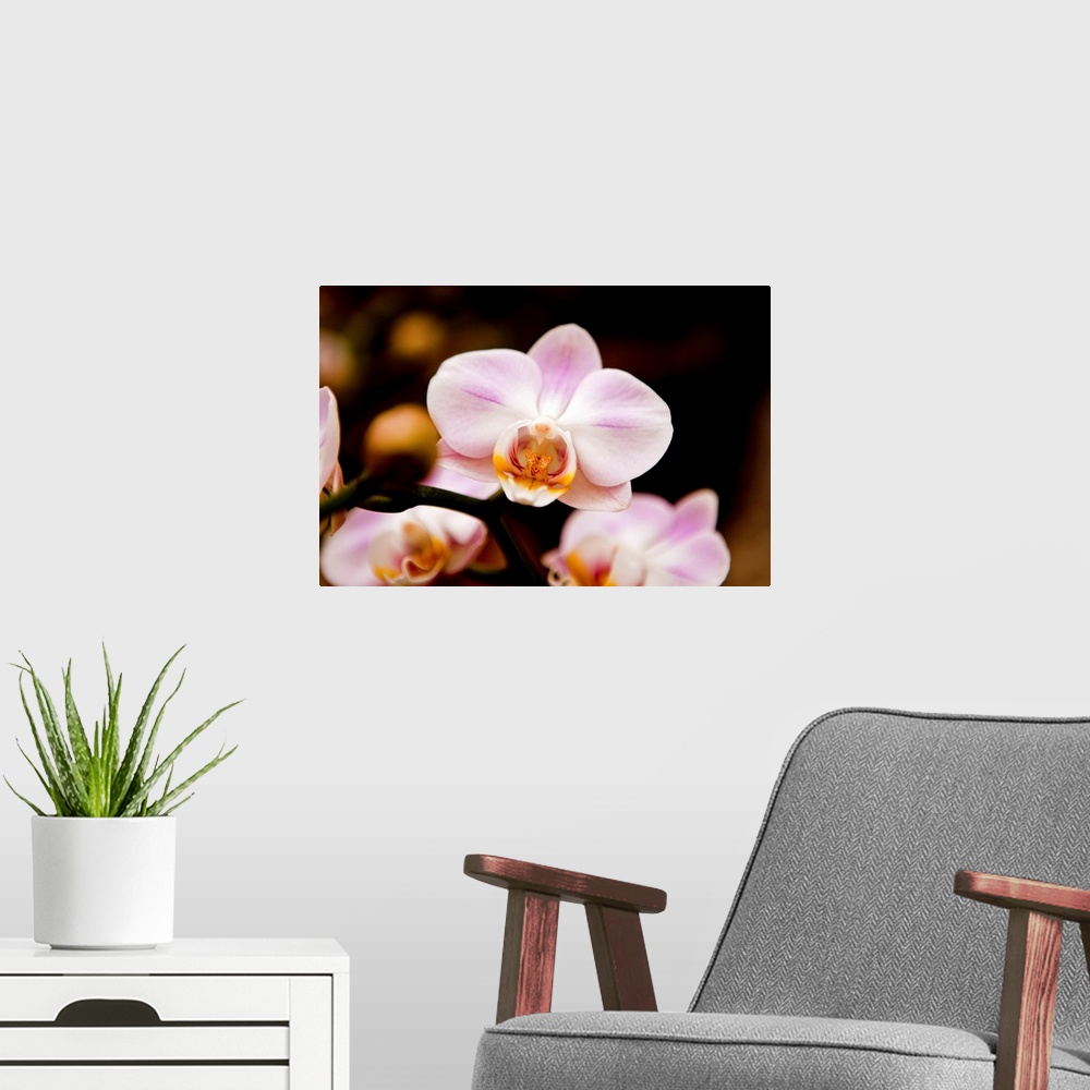A modern room featuring Close up of Orchid flower against dark background.