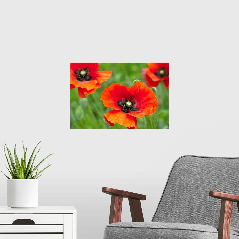 A modern room featuring Close up of red poppies growing wild in field in Hertfordshire UK.