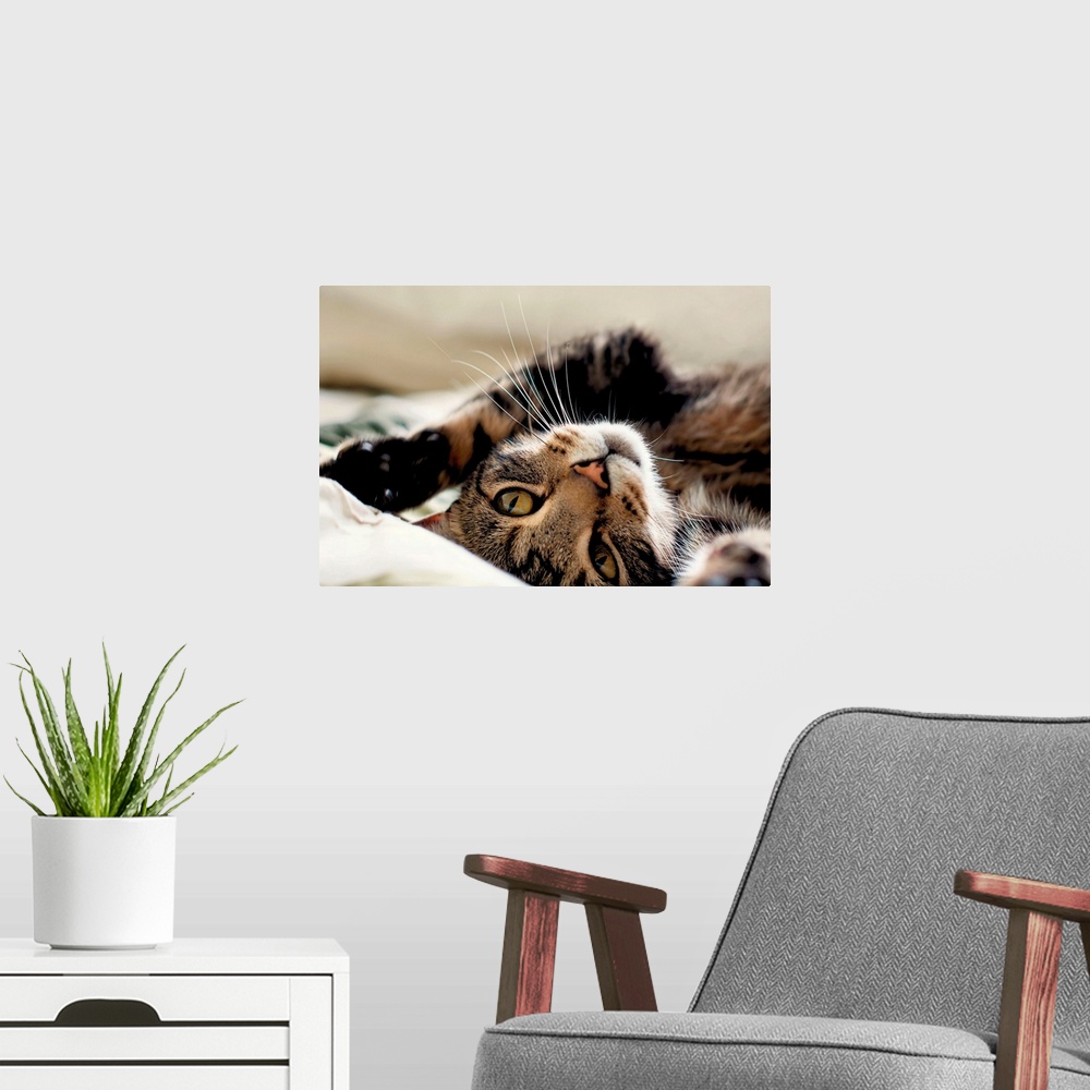 A modern room featuring Close up of tabby cat rolling on its back.