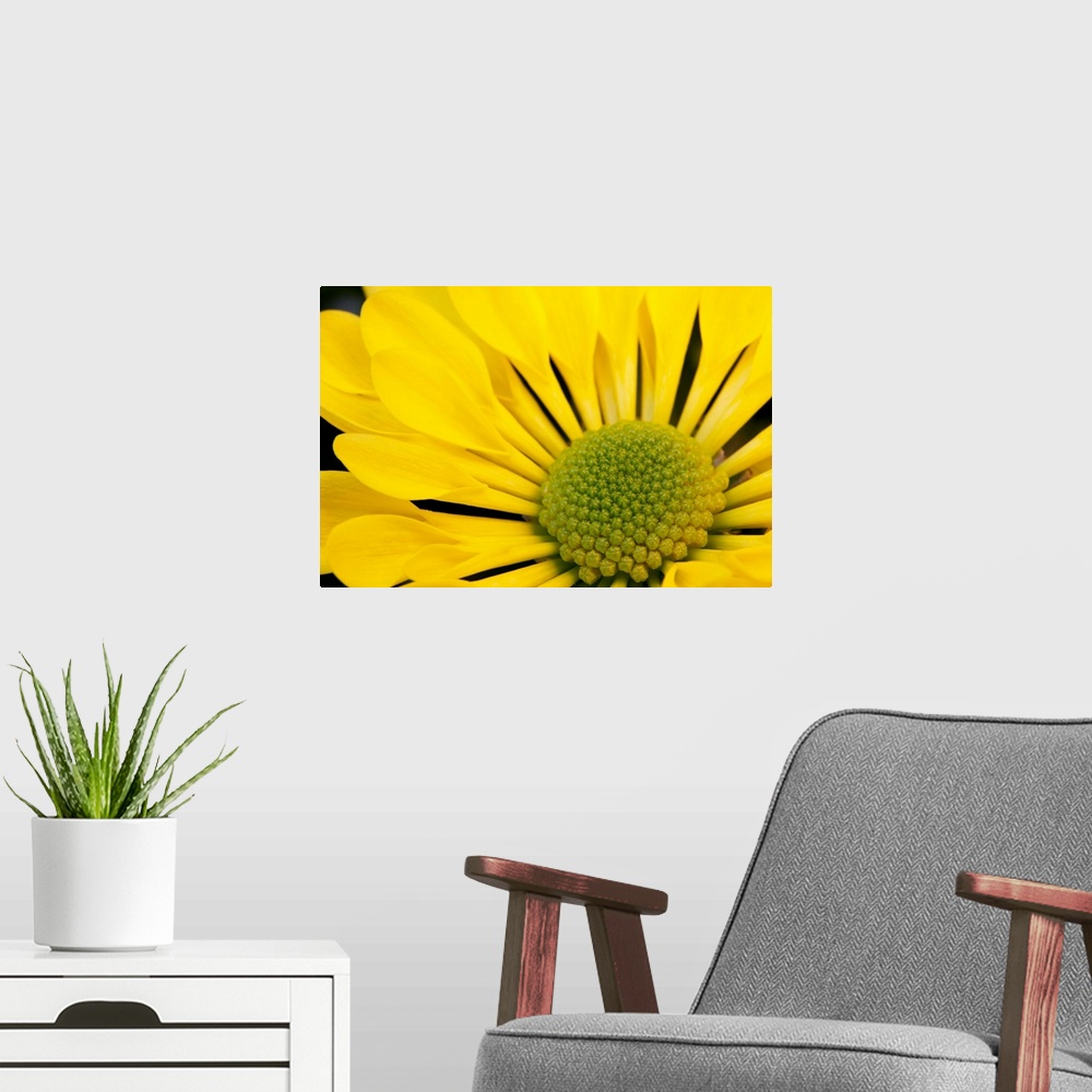 A modern room featuring Mums/Chrysanths - Close-up of Yellow Chrysanthemum