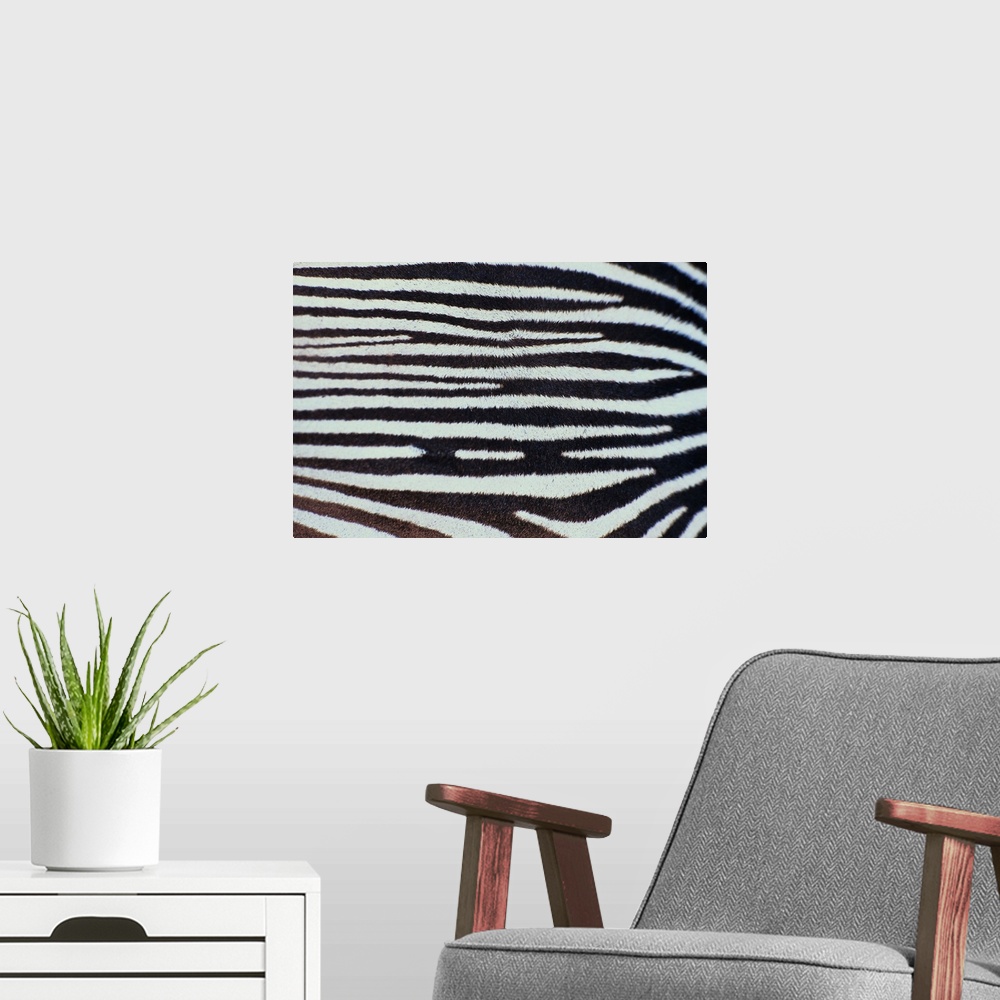 A modern room featuring Close up of Zebra stripes