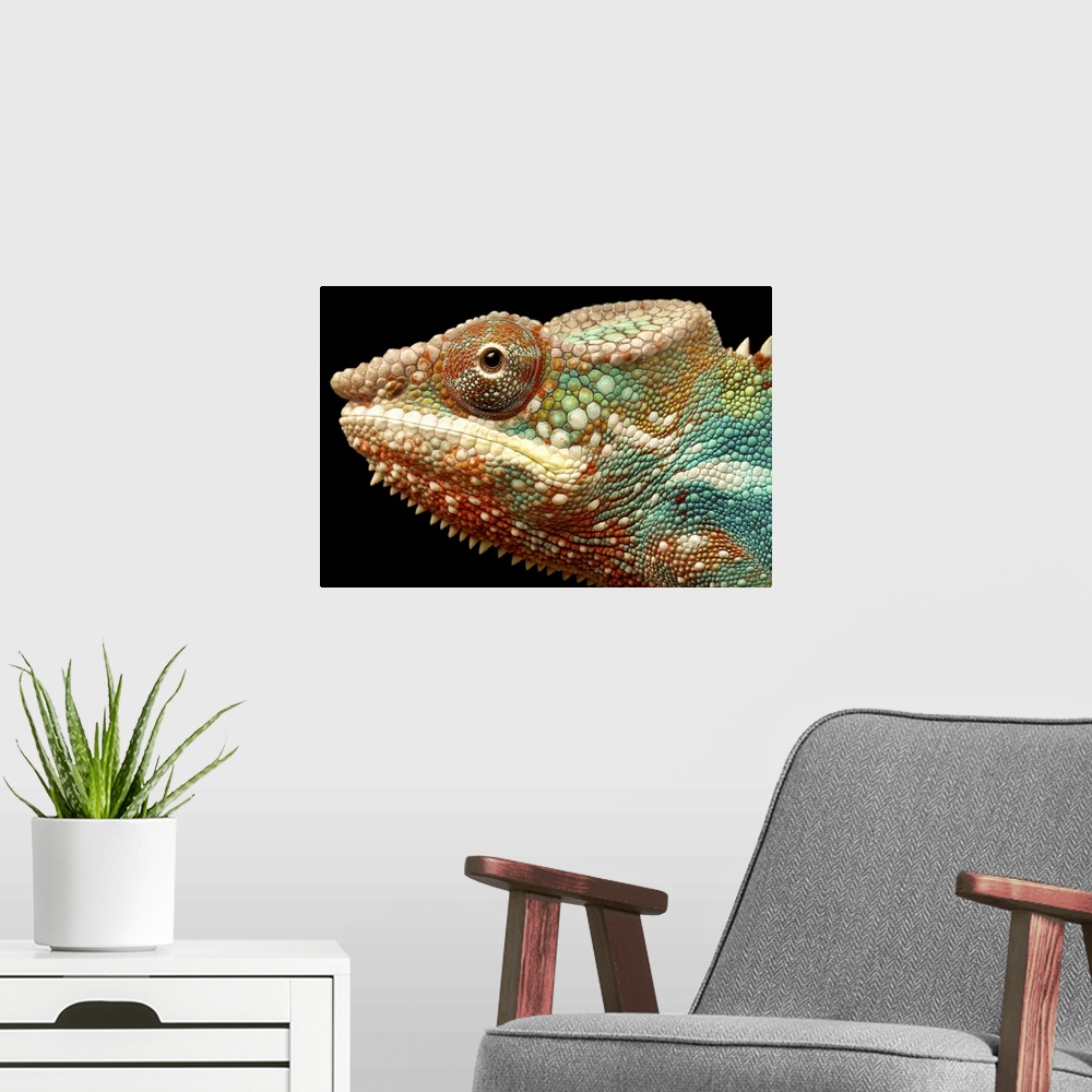 A modern room featuring Closeup head shot of panther chameleon against black background.