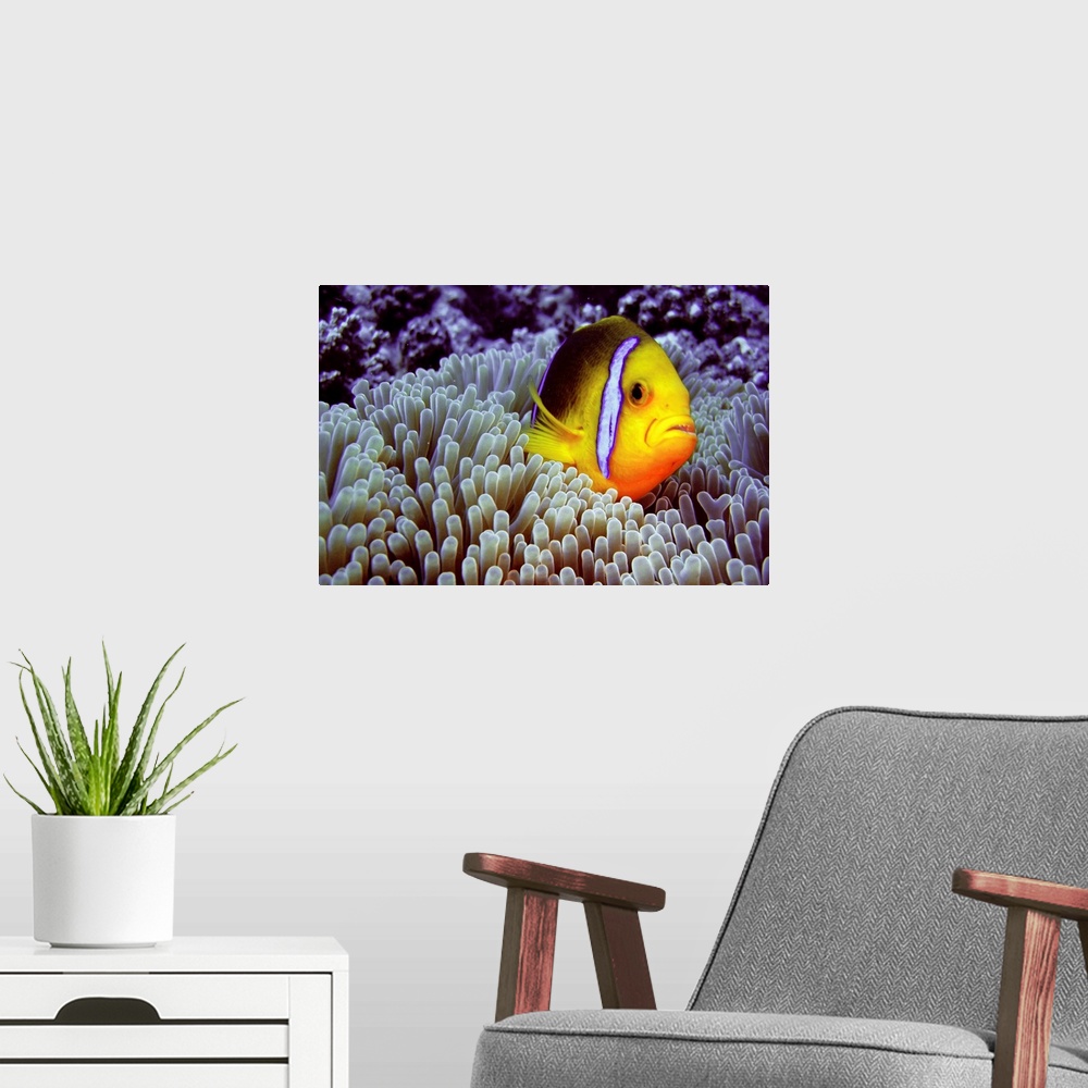 A modern room featuring Clown fish in sea anemone.