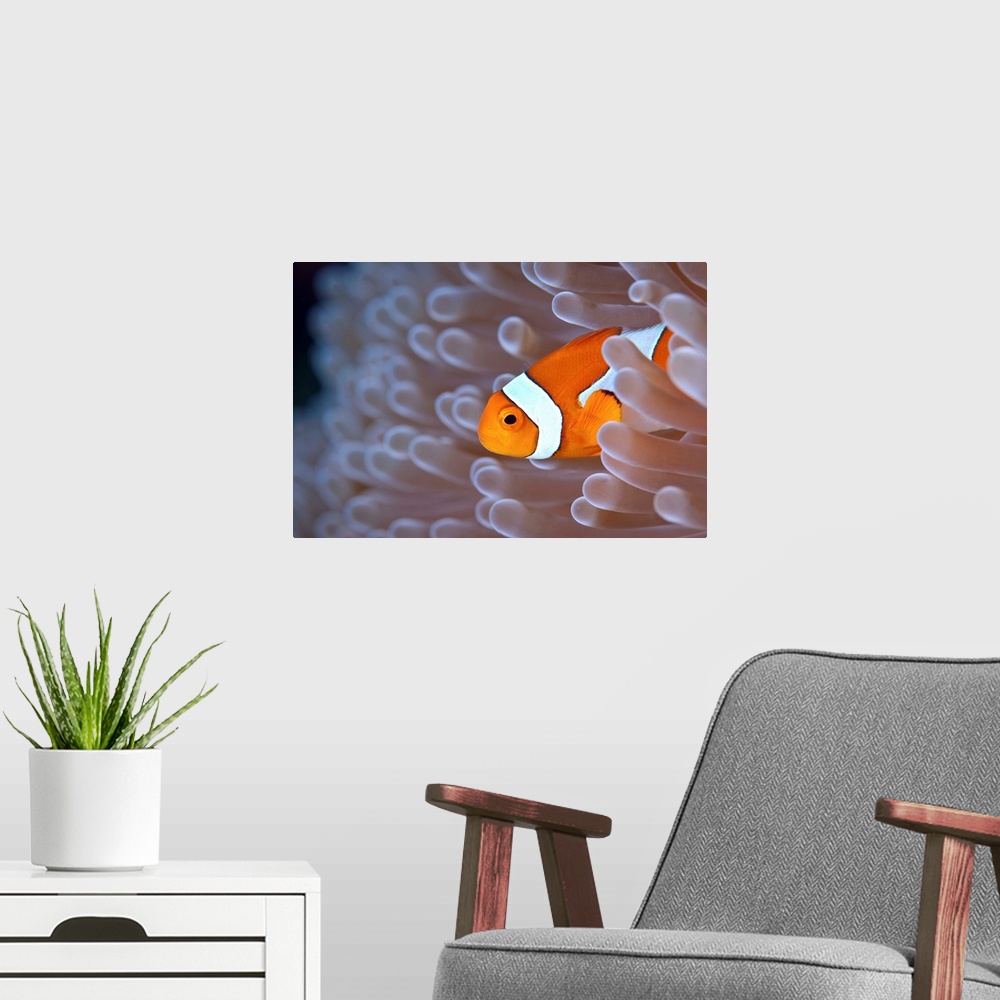 A modern room featuring Clownfish in white anemone.