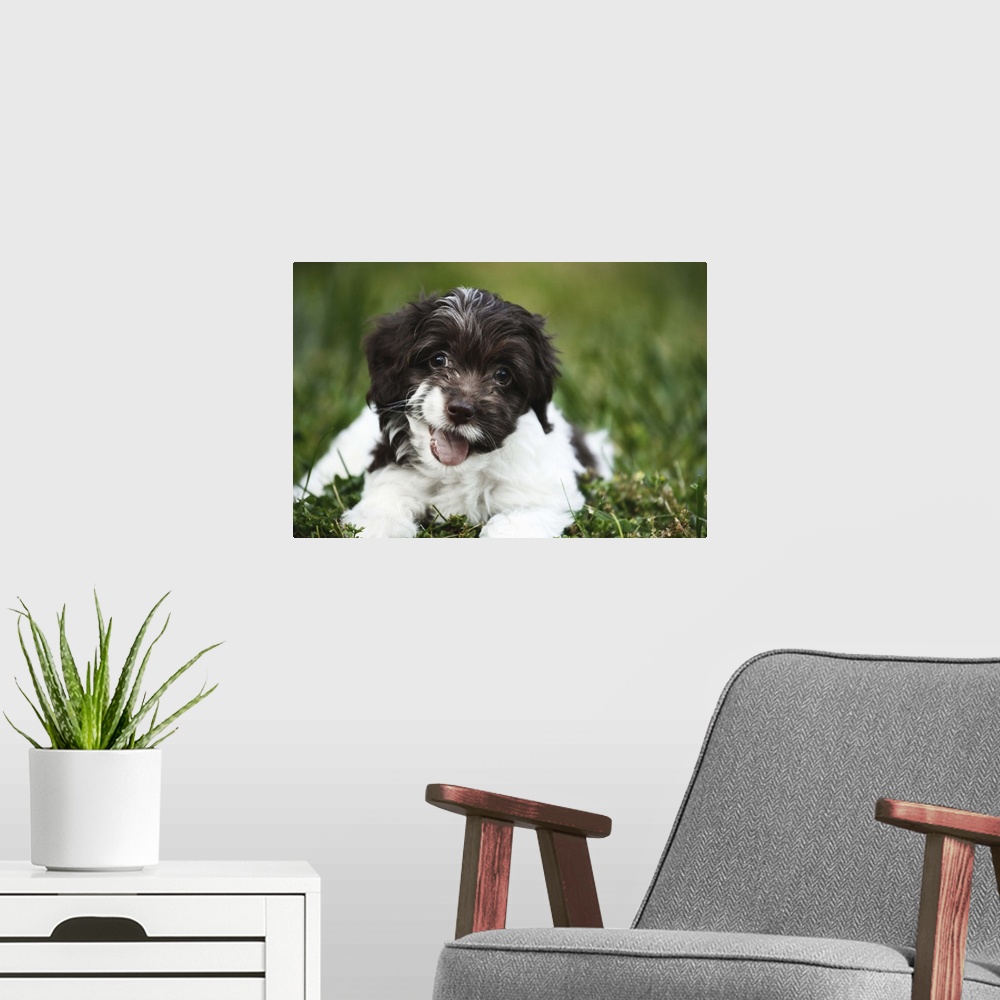 A modern room featuring A happy 'Cockapoo' puppy laying on green grass outdoors.