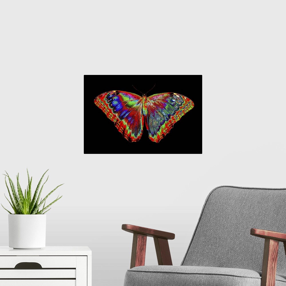 A modern room featuring Colorful Butterfly design against black backdrop