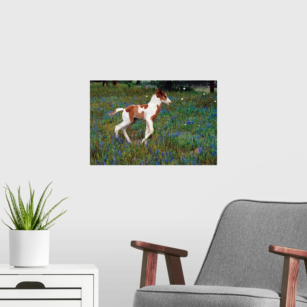A modern room featuring Colt Trotting Among Bluebonnets