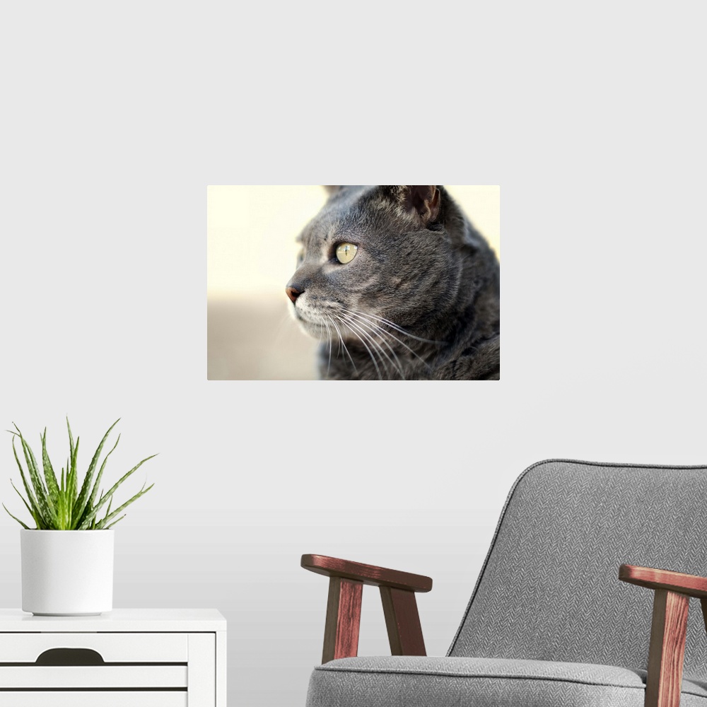 A modern room featuring Contemplative cat.