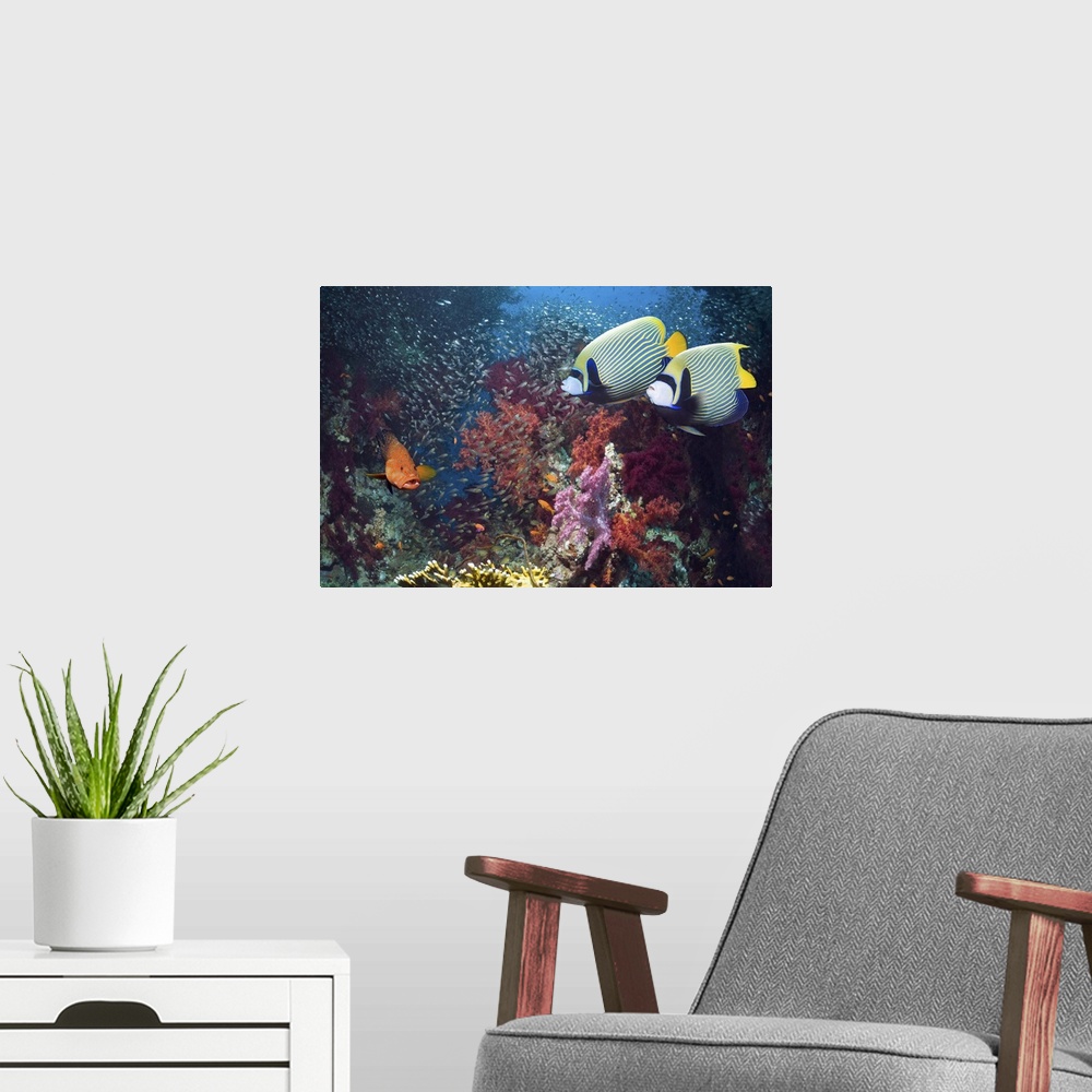 A modern room featuring Pair of Emperor angelfish (Pomacanthus imperator) swimming over coral reef with a Coral hind (Cep...