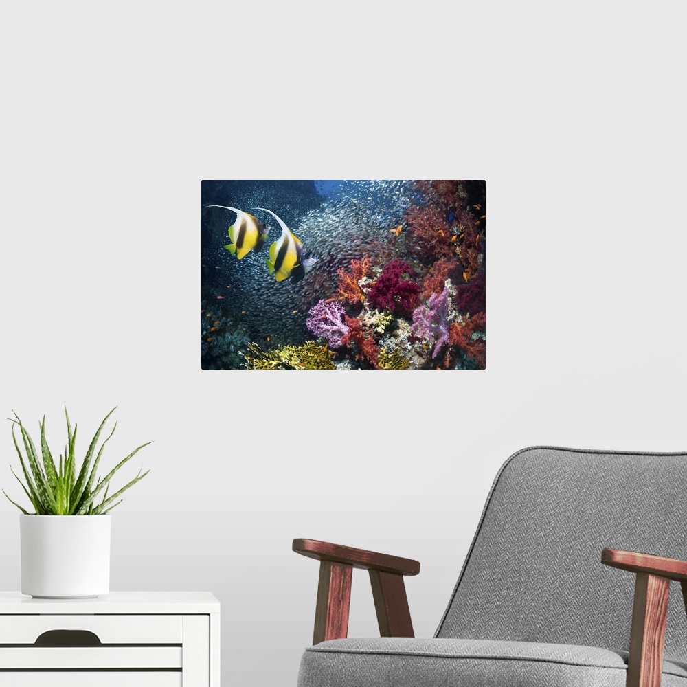 A modern room featuring Red Sea bannerfish (Heniochus intermedius) on coral reef with a school of Pygmy sweepers (Parapri...