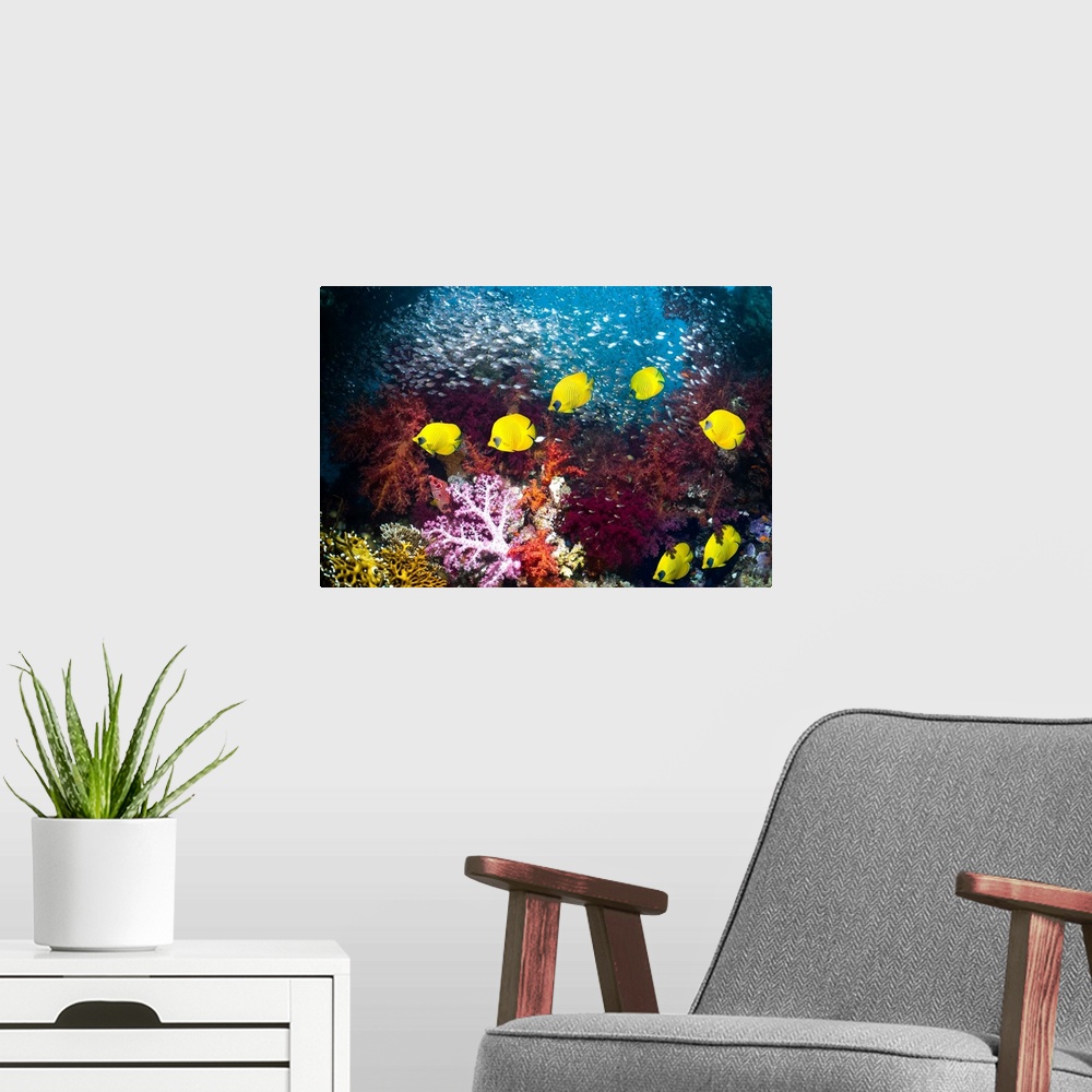 A modern room featuring Golden butterflyfish (Chaetodon semilarvatus) swimming over coral reef with soft corals (Dendrone...