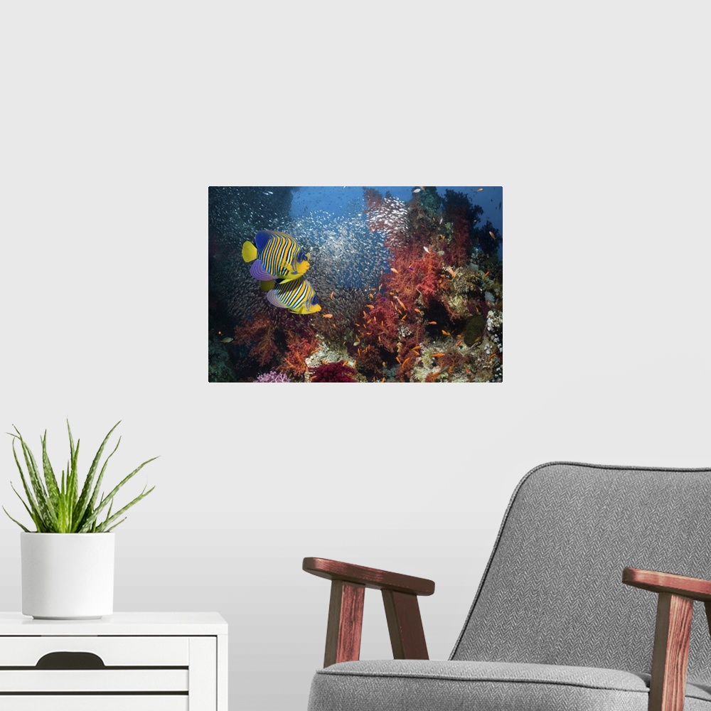A modern room featuring Pair of Regal angelfish (Pomacanthus diacanthus) swimming over coral reef with a school of Pymy s...