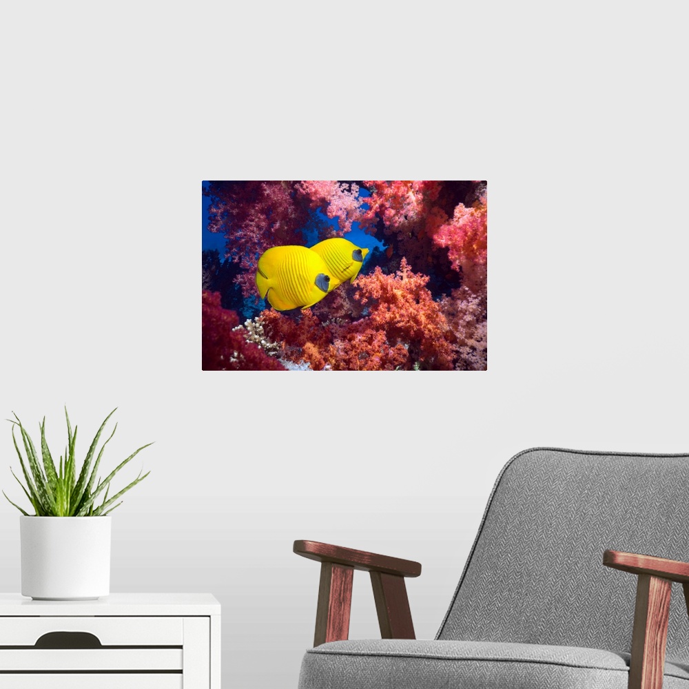 A modern room featuring Golden butterflyfish (Chaetodon semilarvatus) pair with soft corals (Dendronephthya sp.).  Egypt,...
