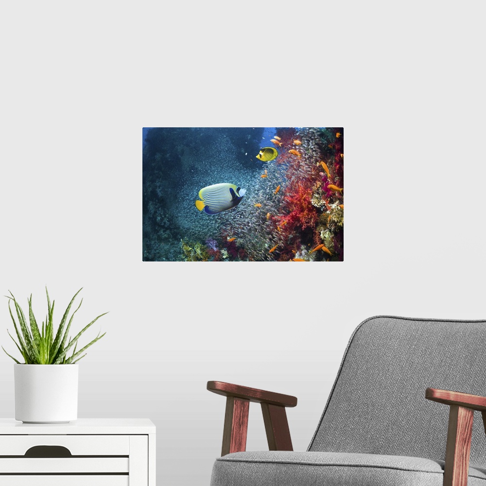 A modern room featuring Coral reef scenery with an Emperor angelfish (Pomacanthus imperator), a Red Sea racoon butterflyf...