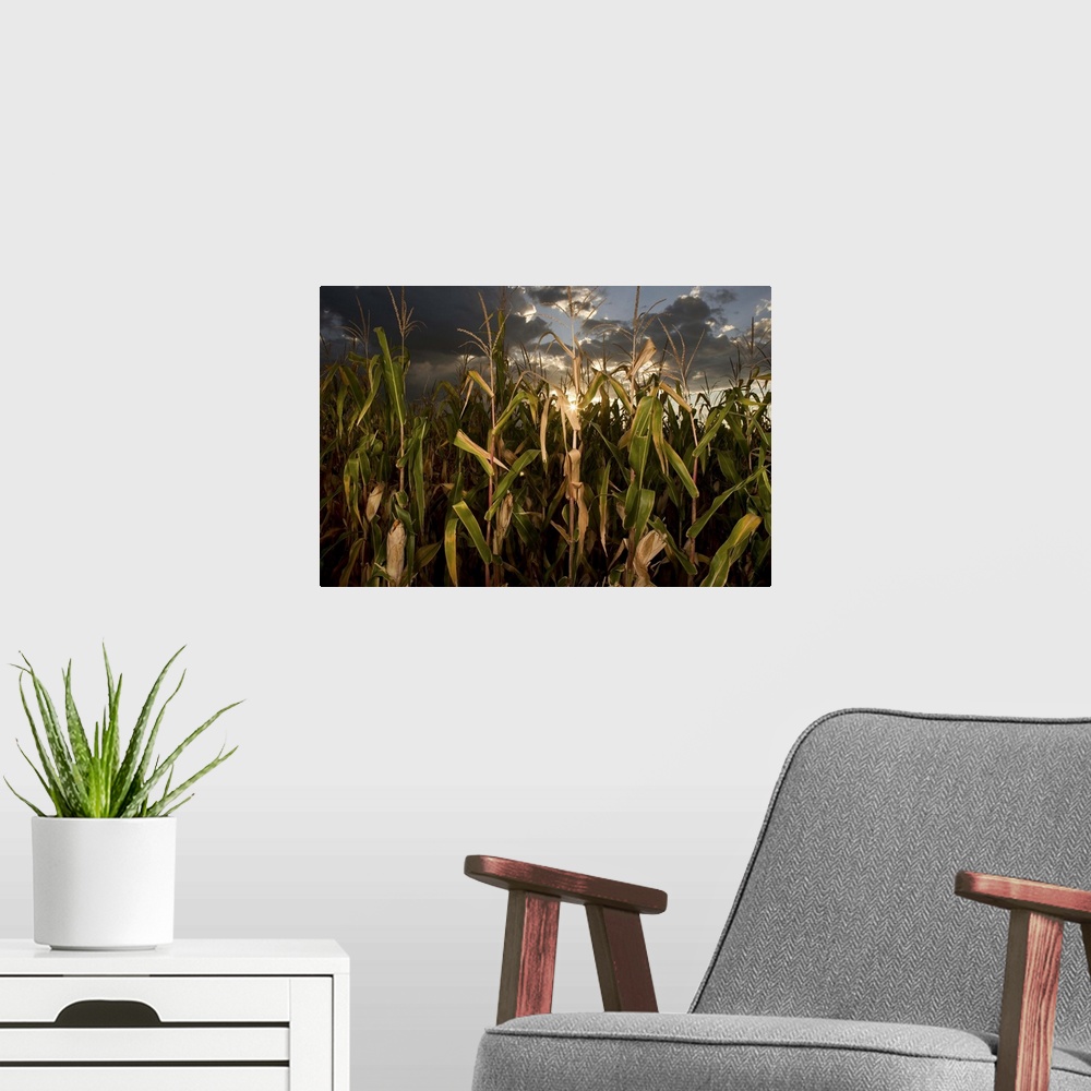A modern room featuring Corn field, Nebraska