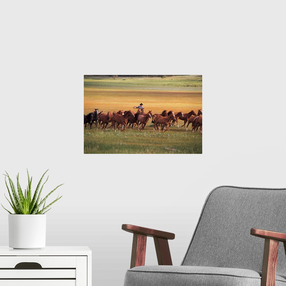A modern room featuring A single cowboy is photographed as he herds a group of horses in an open field.