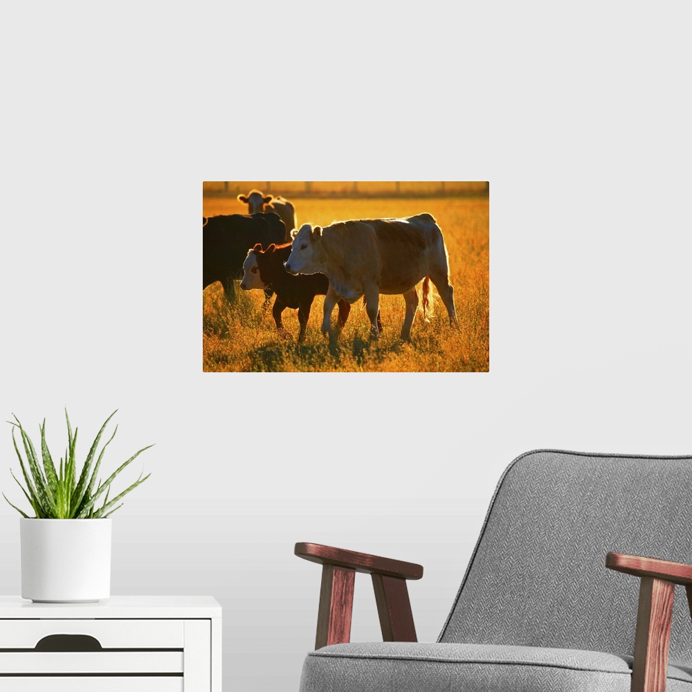 A modern room featuring Cows at pasture
