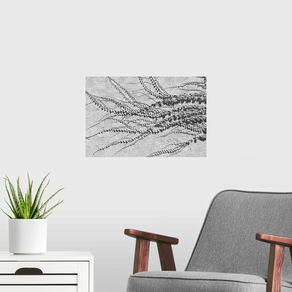 A modern room featuring B&W image of a creeping vine, in a beautiful shape, growing on a plastered wall.